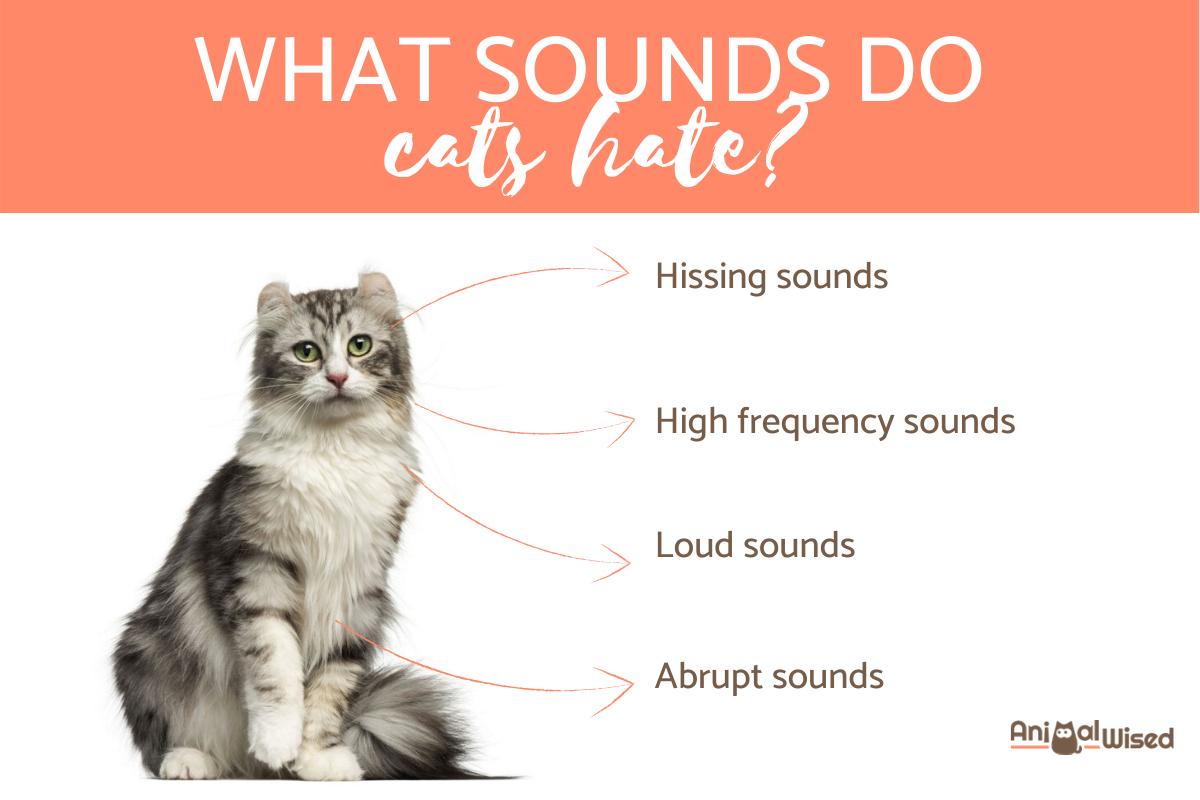 What Sounds Do Cats Hate?