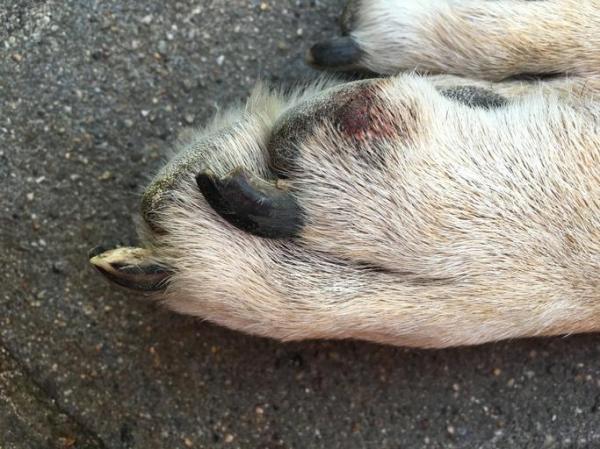 How To Treat A Dog’s Paw Pad Injury - How to know if my dog has pad wounds
