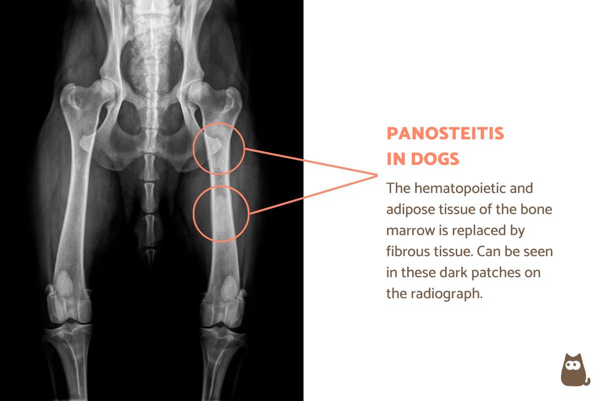Panosteitis in Dogs - Pano Symptoms and Treatment