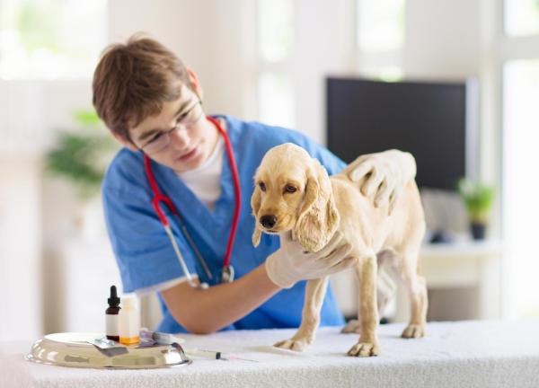 Panosteitis in Dogs - Pano Symptoms and Treatment - Prevention of panosteitis in dogs