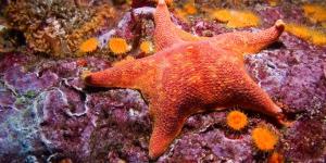 How Are Starfish Born?