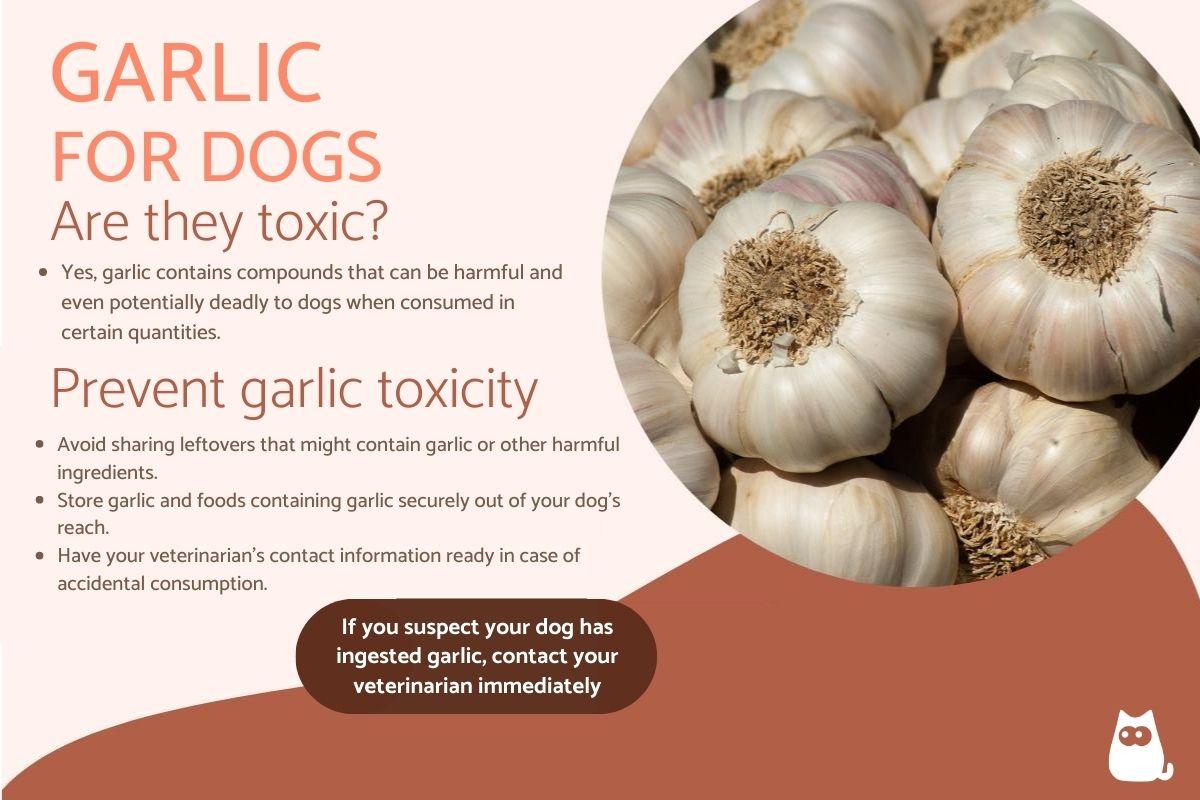 Can Dogs Eat Garlic?
