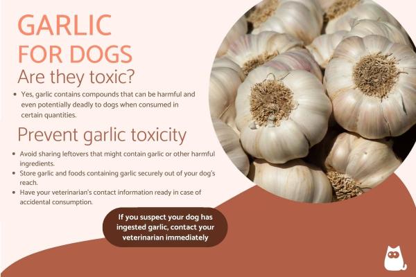 Is garlic ok for dogs hotsell