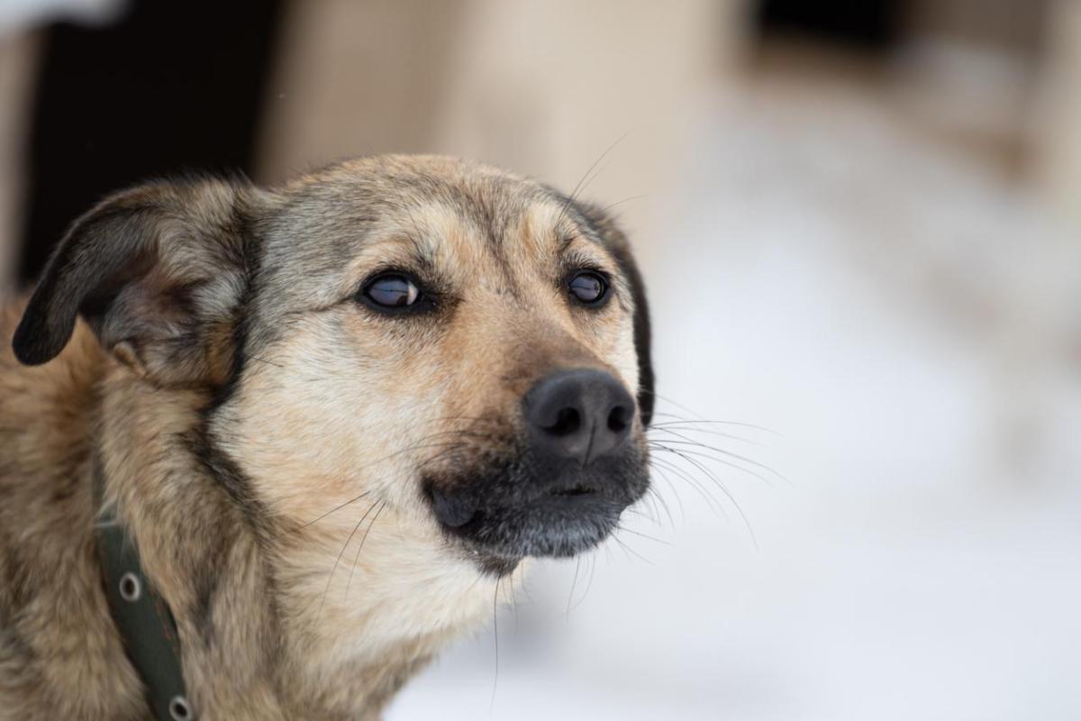 My Dog Is Making Weird Mouth Movements