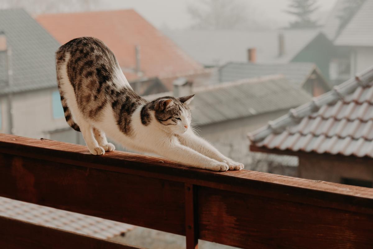 Why Is My Cat Stretching So Much?