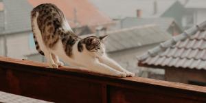 Why Is My Cat Stretching So Much?