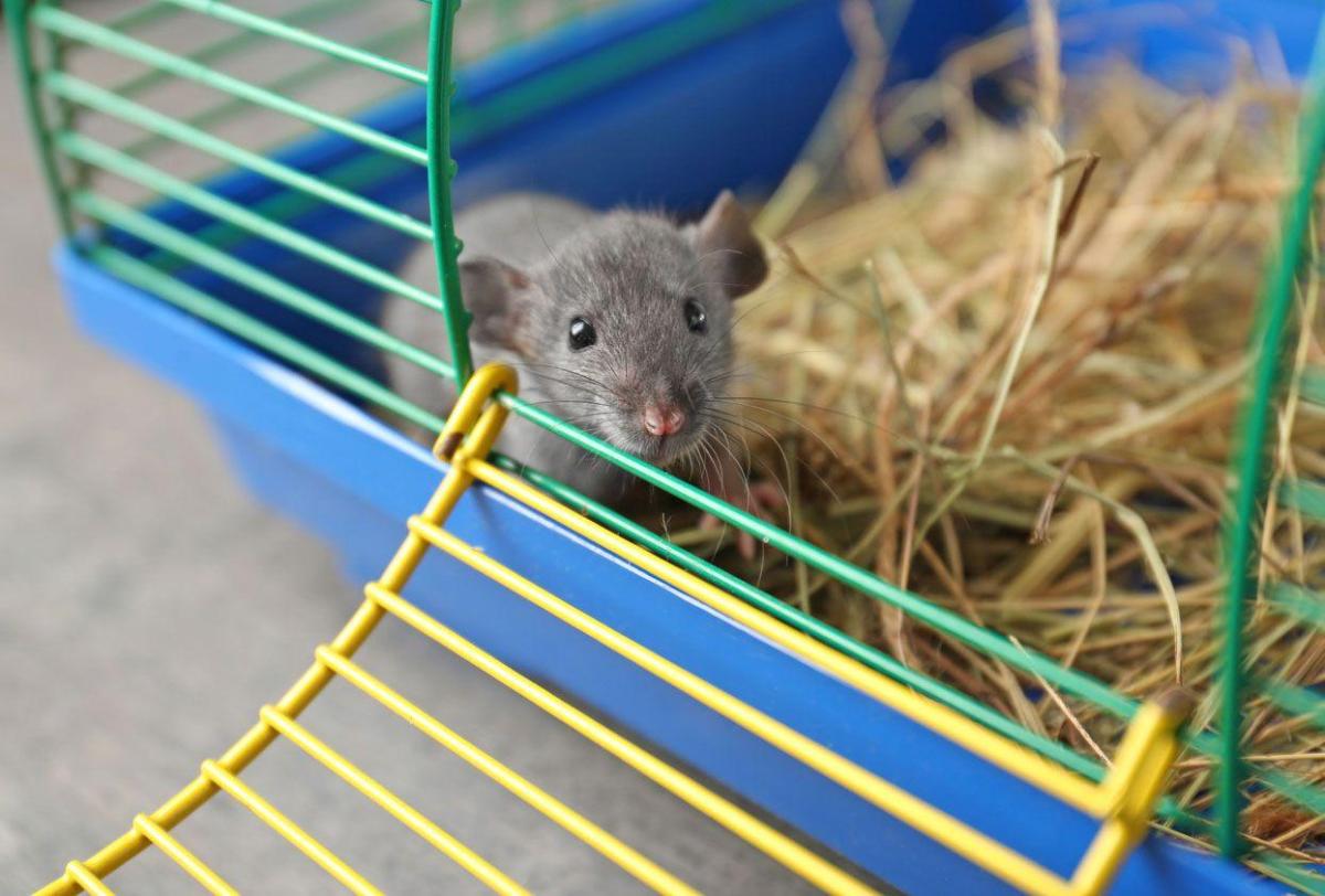Improve Your Pet Rat’s Cage by Adding Some Homemade Accessories