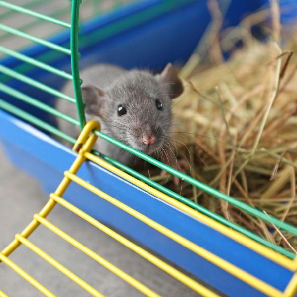 Improve Your Pet Rat s Cage by Adding Some Homemade Accessories 5 ideas