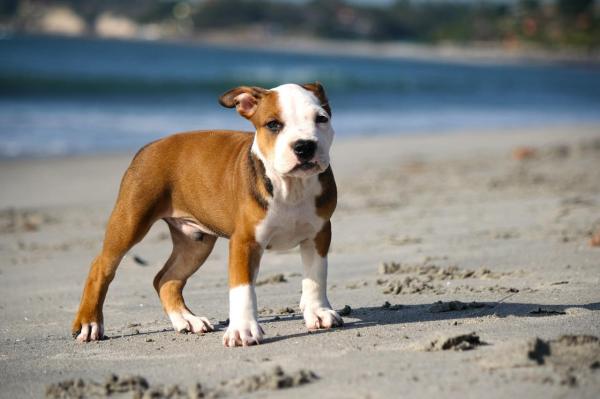 Guanche Names for Dogs - Who are the Guanches?