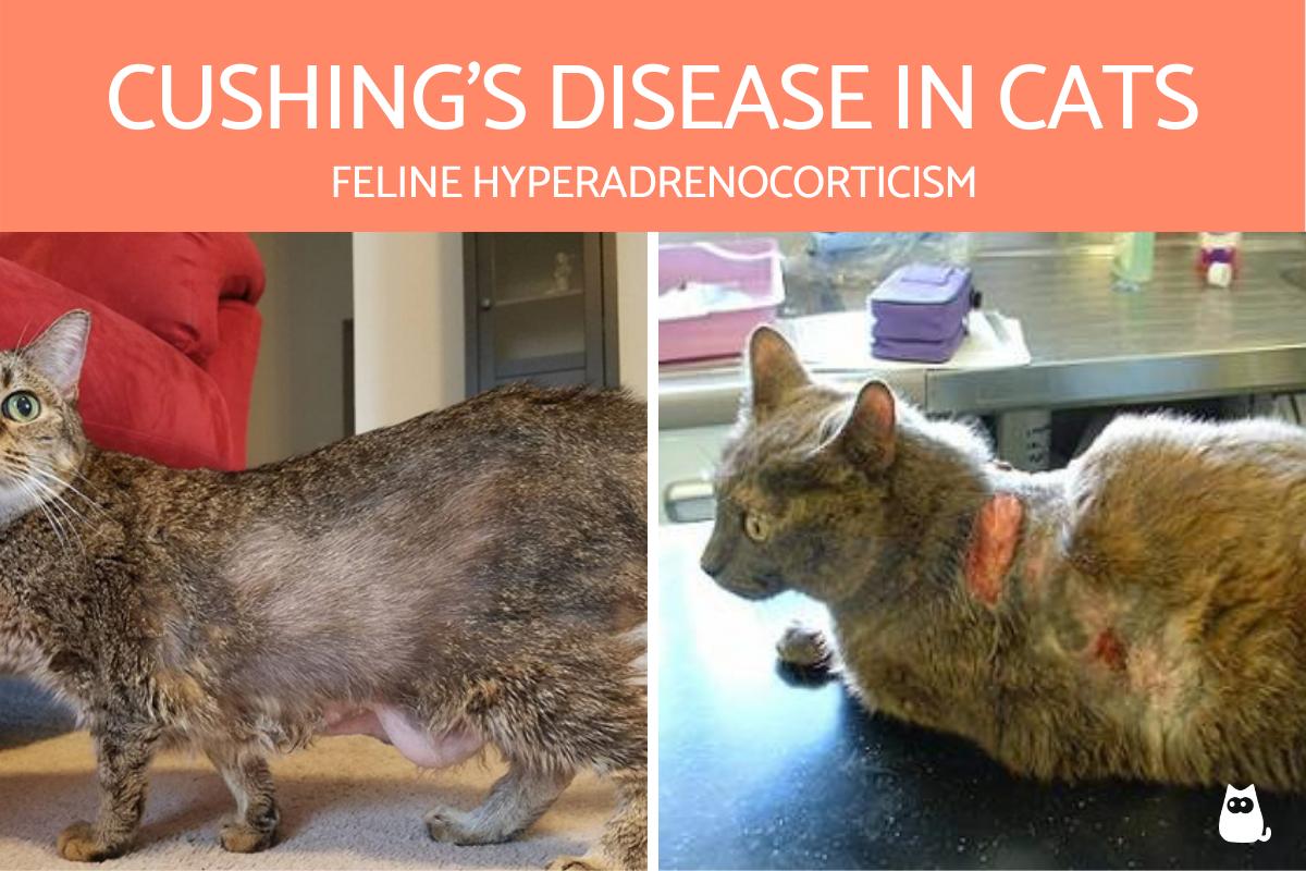 Cushing Disease in Cats - Symptoms, Treatment, Pictures
