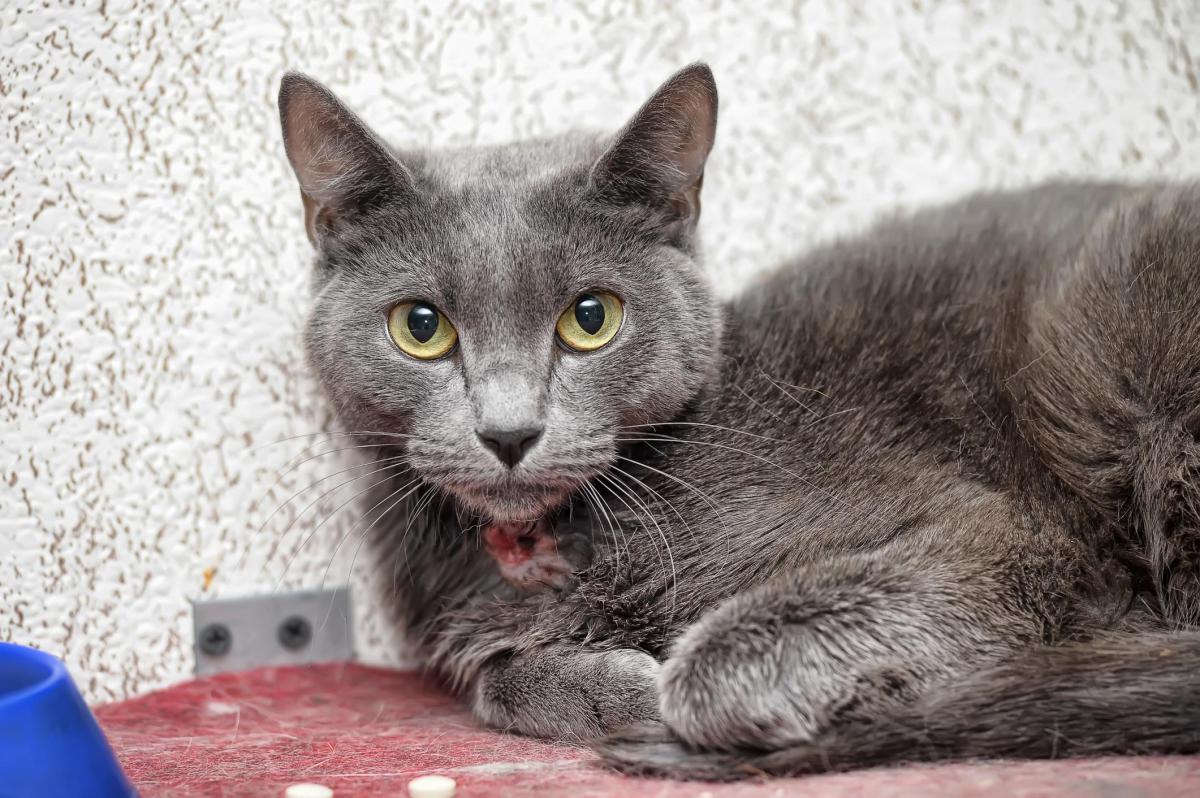 Cuterebra in Cats - Causes, Symptoms and Removal