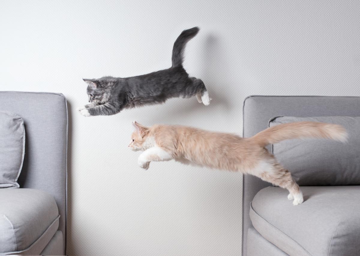Do Cats Always Land on Their Feet?