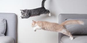 Do Cats Always Land on Their Feet?