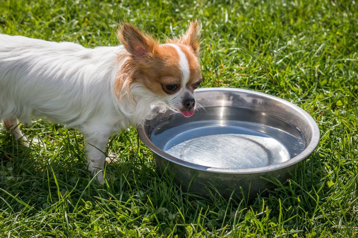My Dog Is Not Eating But Is Drinking Water
