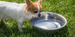 My Dog Is Not Eating But Is Drinking Water