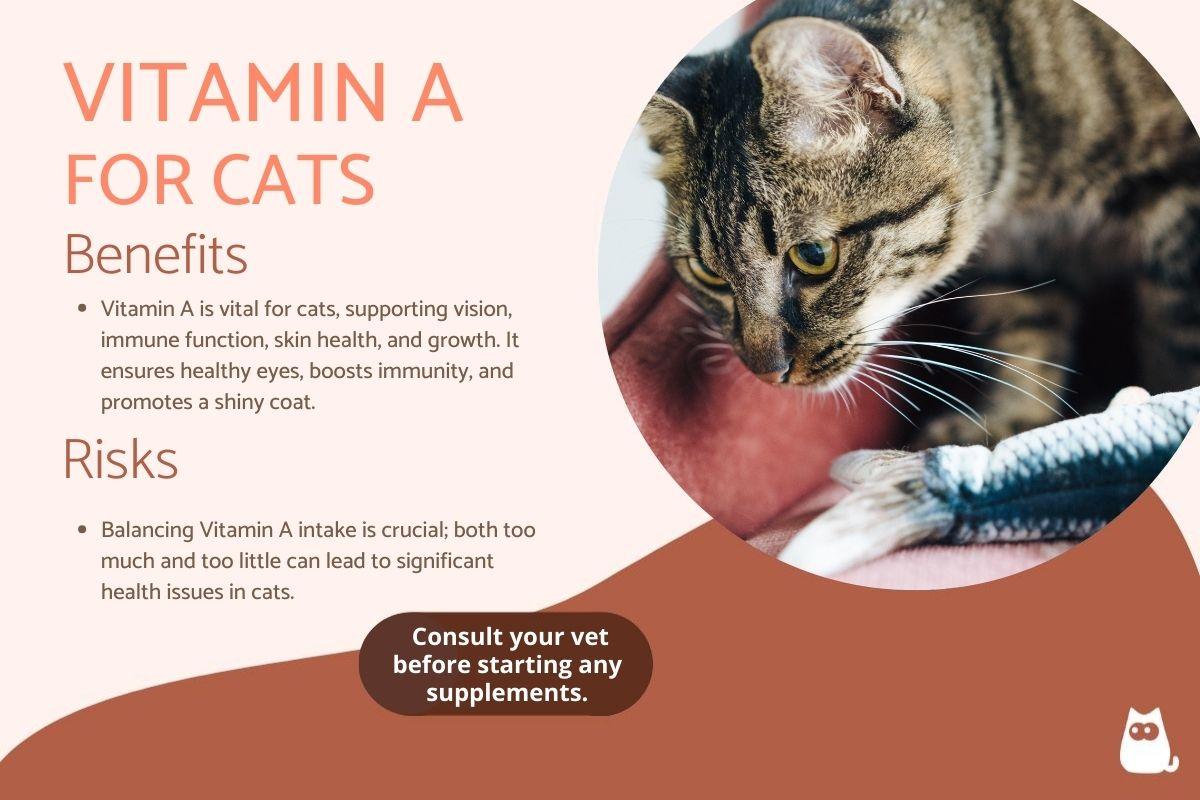 Vitamin A for Cats - Dosage & Safe Levels
