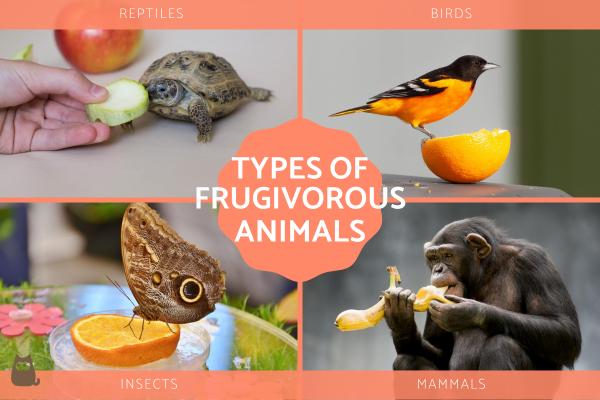 Frugivorous Animals - Animals That Eat Fruit