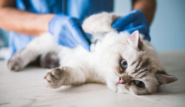 My Cat Has Worms - Tapeworm and Other Infestations