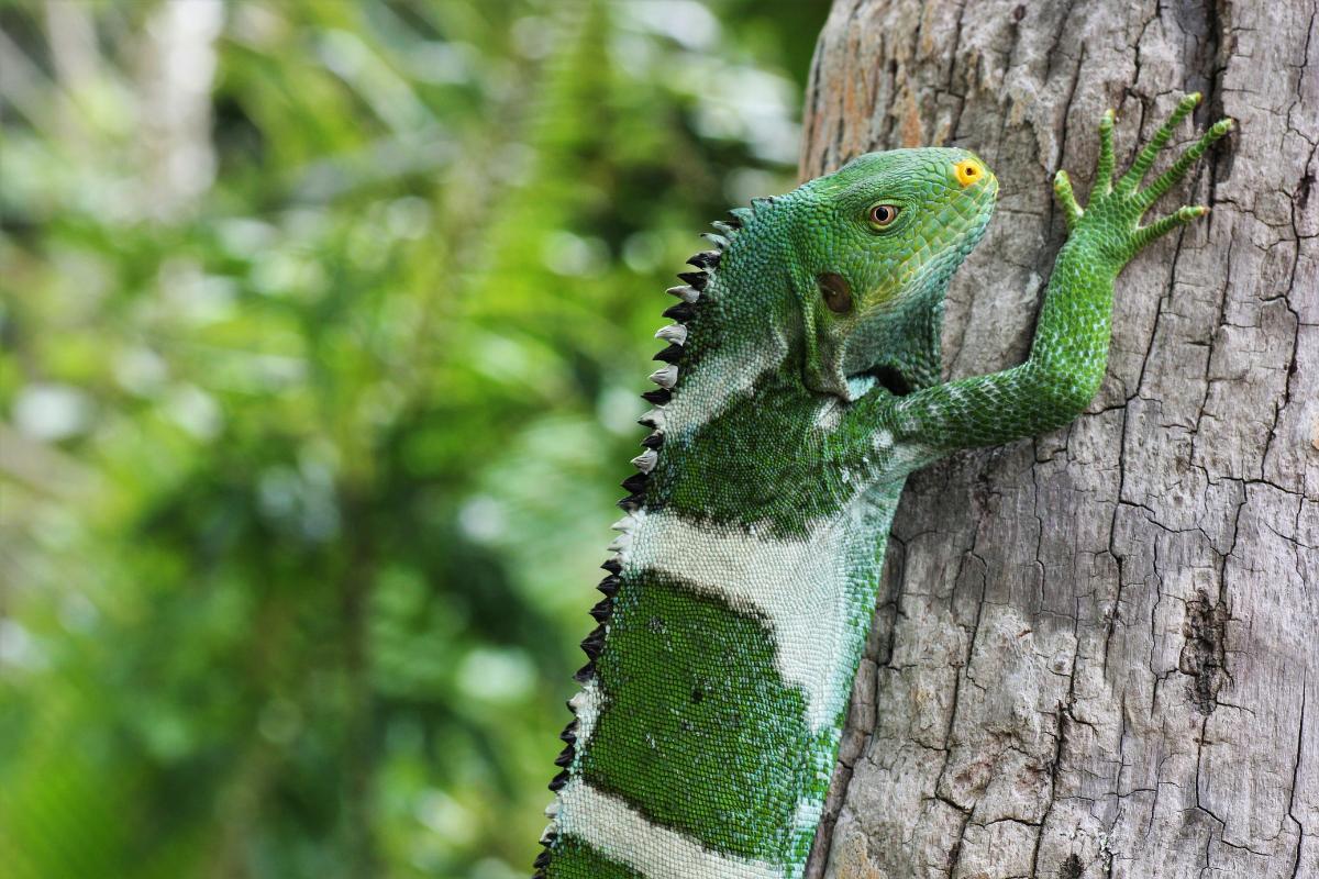 Where Do Iguanas Live? - Iguana Distribution and Habitat