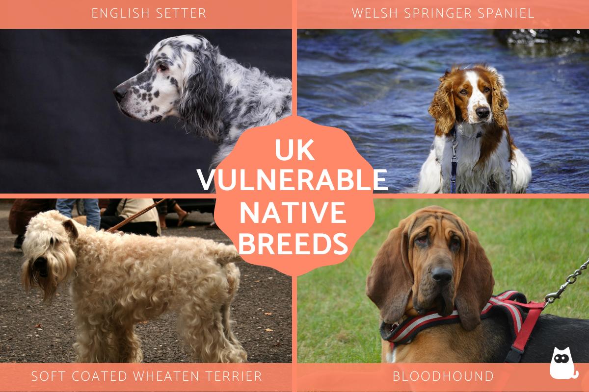 Vulnerable Native Dog Breeds in the UK