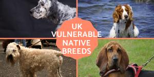 Vulnerable Native Dog Breeds in the UK