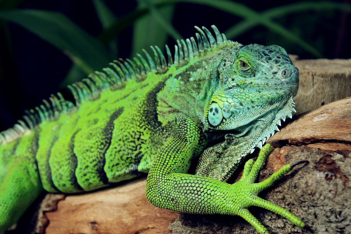 Where Do Iguanas Live?