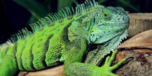 Where Do Iguanas Live?