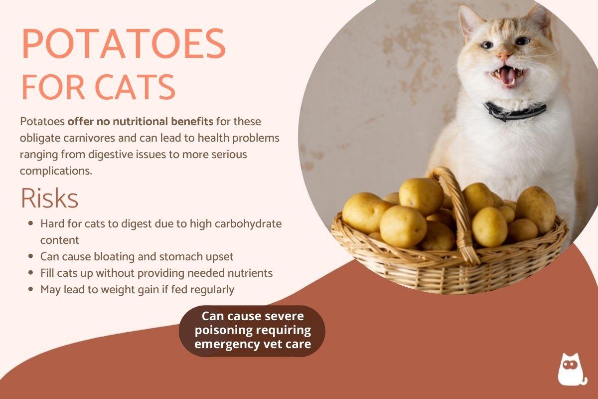 Can Cats Eat Potatoes?