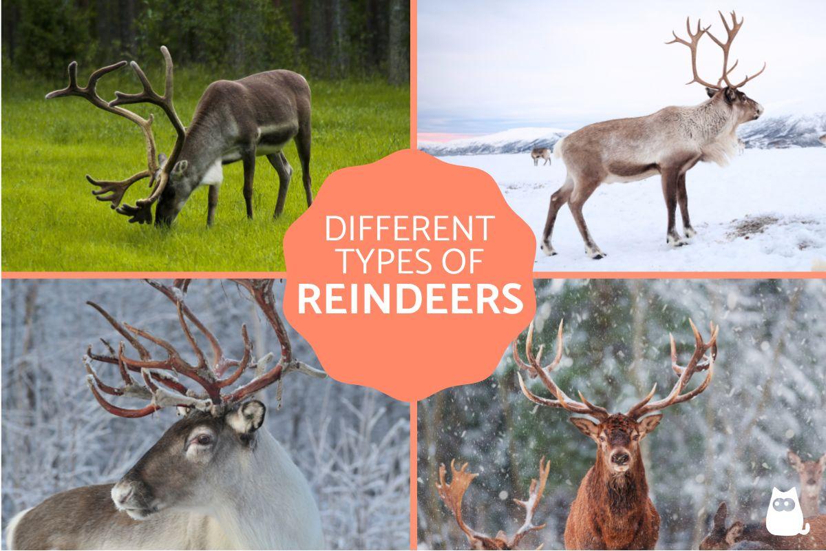 Different Types of Reindeer