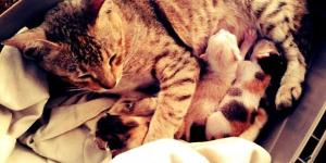 How Many Kittens Can A Cat Have?