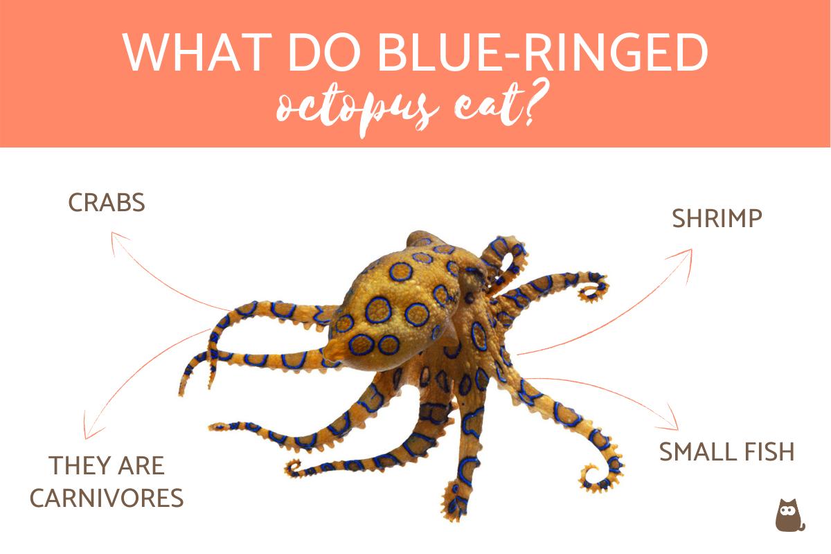 What Do Blue Ringed Octopus Eat?