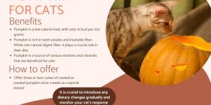 Is It Safe for Cats to Eat Pumpkin?