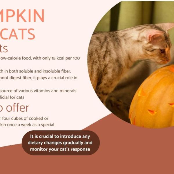 Pumpkin good for cats cheap