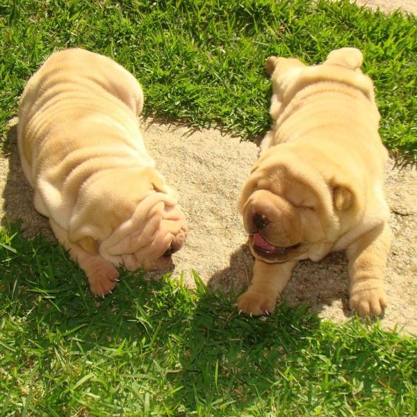Shar Pei Fever