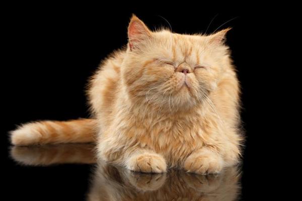 My Cat's Hair Is Not Growing Back - How long does cat hair take to grow back?