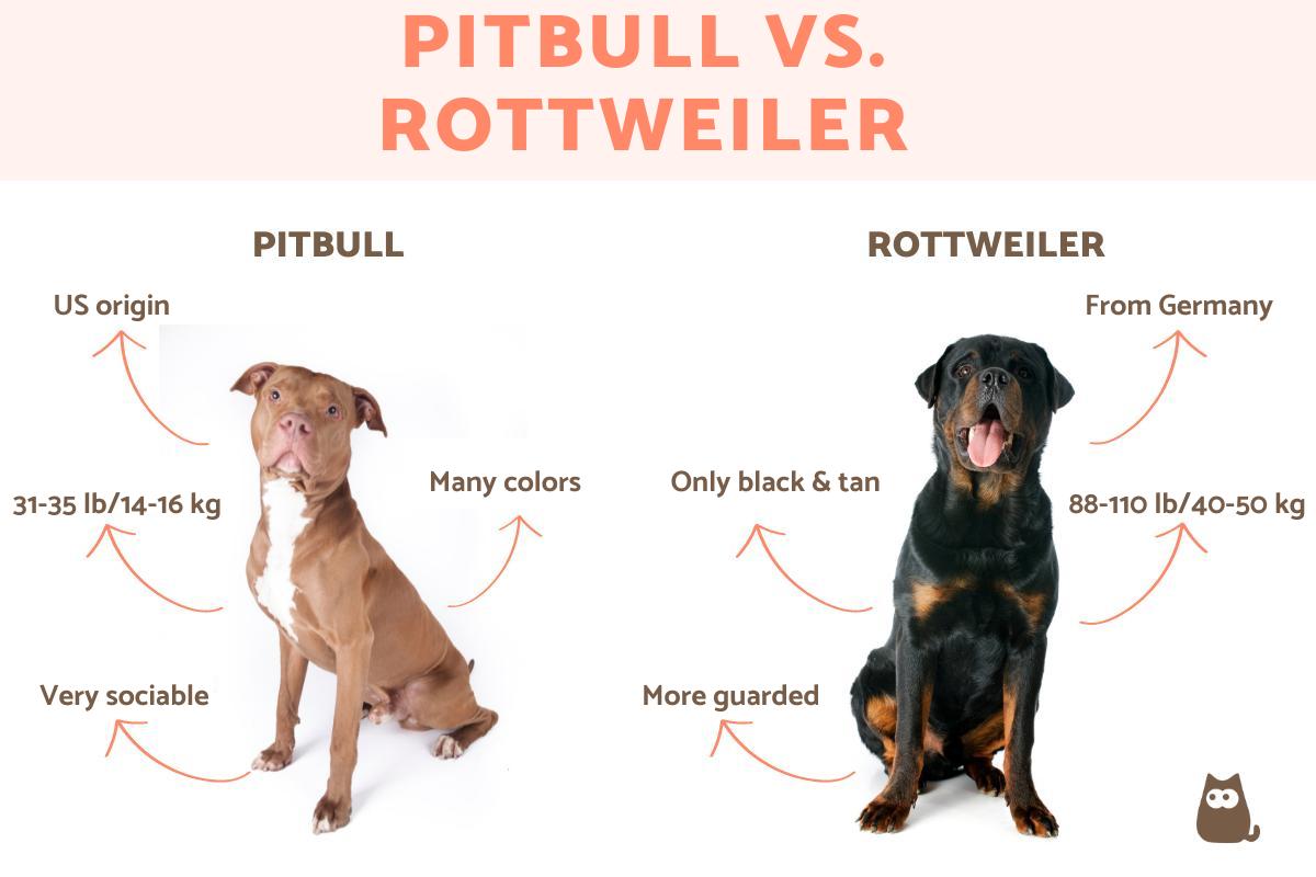 Rottweiler vs. Pitbull Breed Comparison