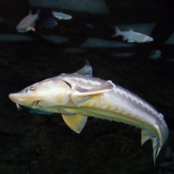 The 5 Oldest Animals in the World: Ancient Extant Species