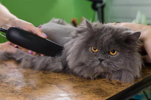 My Cat's Hair Is Not Growing Back - Why is my cat's hair not growing back?