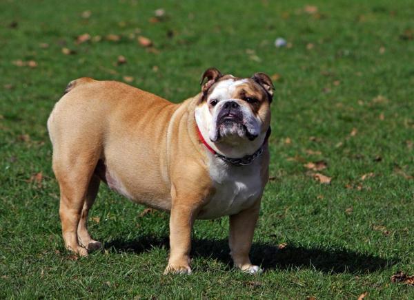 Brachycephalic Dog Breeds - List of Flat-Faced Dogs - 1. English Bulldog