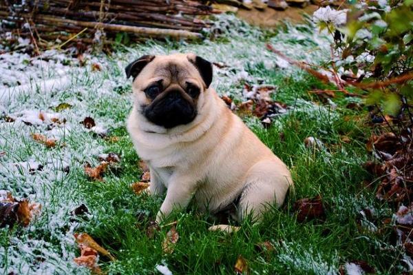 Brachycephalic Dog Breeds - List of Flat-Faced Dogs - 5. Pug