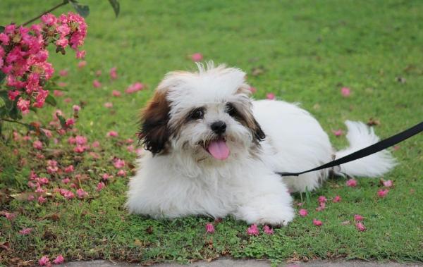 Brachycephalic Dog Breeds - List of Flat-Faced Dogs - 6. Lhasa Apso