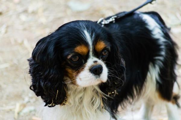 Brachycephalic Dog Breeds - List of Flat-Faced Dogs - 9.  Cavalier King Charles Spaniel