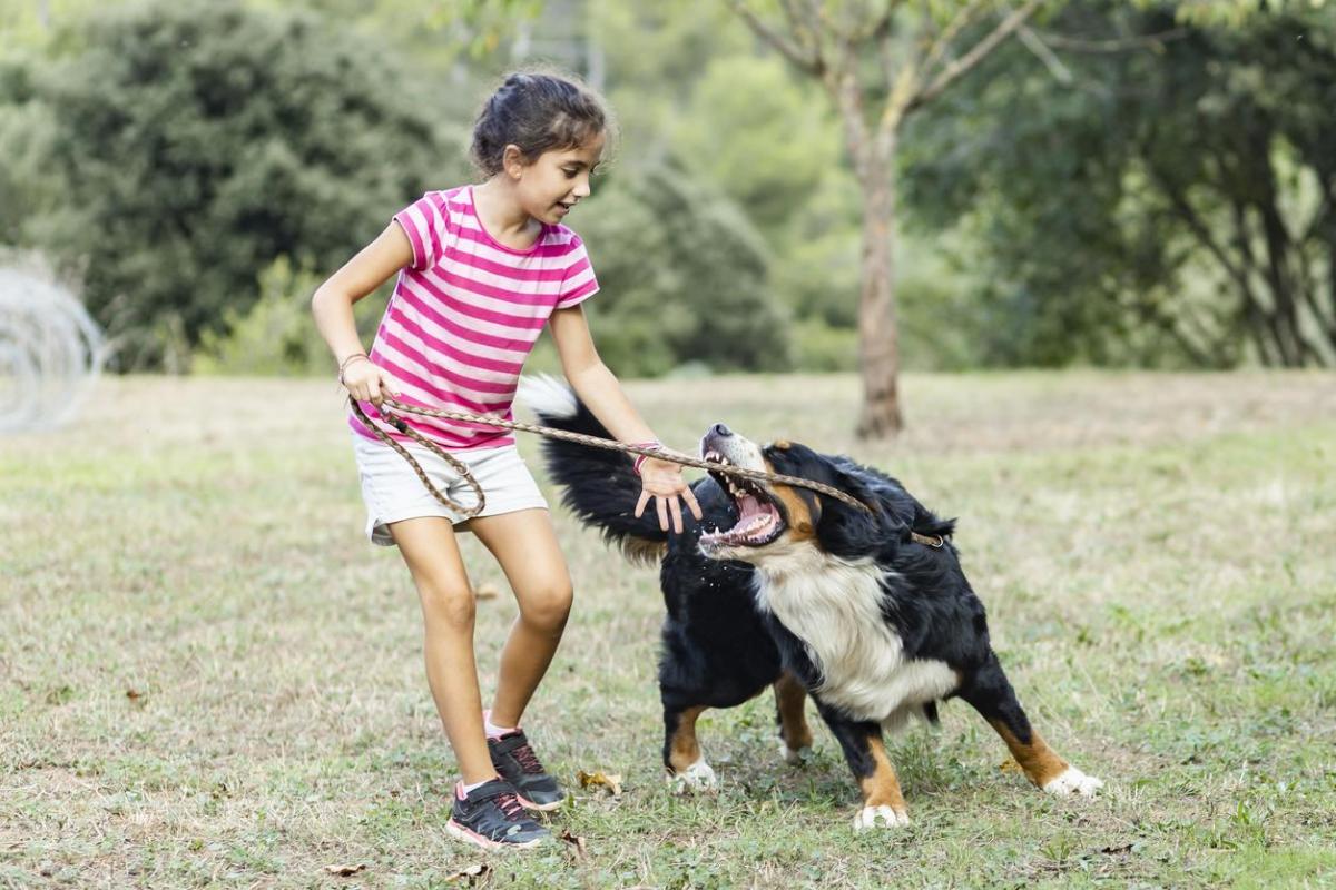 My Dog Plays Too Rough - Stop Aggressive Play