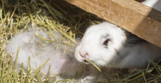 My Rabbit Is Nesting But Is Not Pregnant