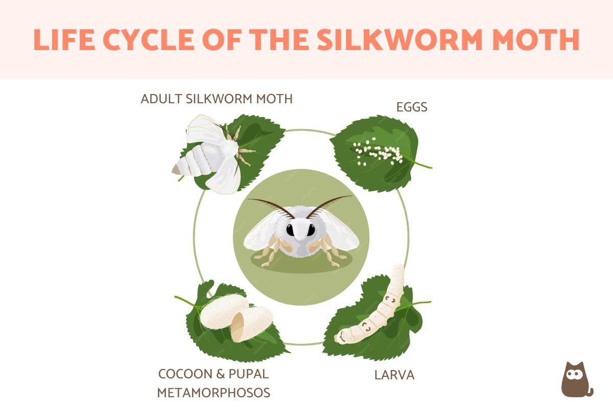 Silkworm Life Cycle Stages