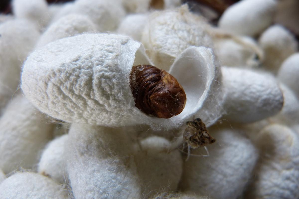 Silkworm Life Cycle Stages - Silkworm Moth Life Cycle