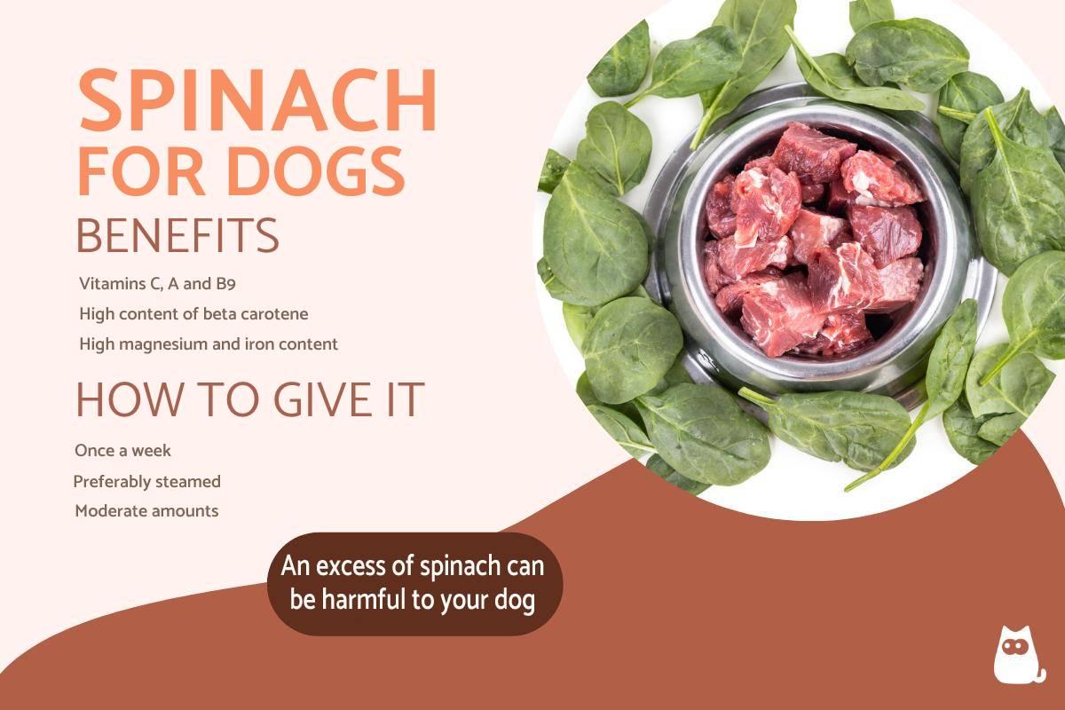 Can Dogs Eat Spinach?