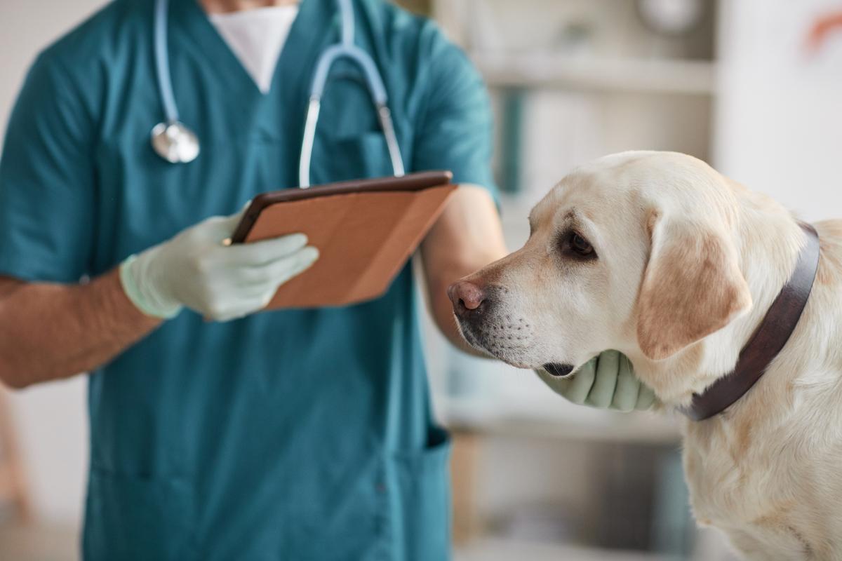 Epulis in Dogs Causes and Treatment of a Lump in a Dog's Mouth