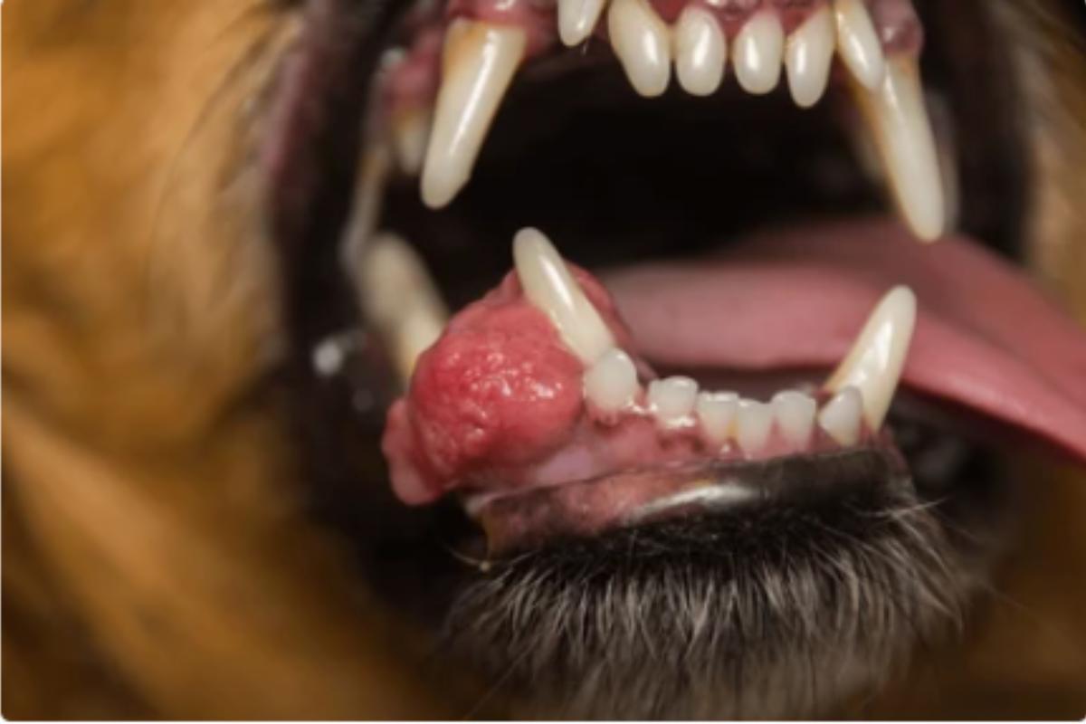 Epulis in Dogs - Causes and Treatment of a Lump in a Dog's Mouth