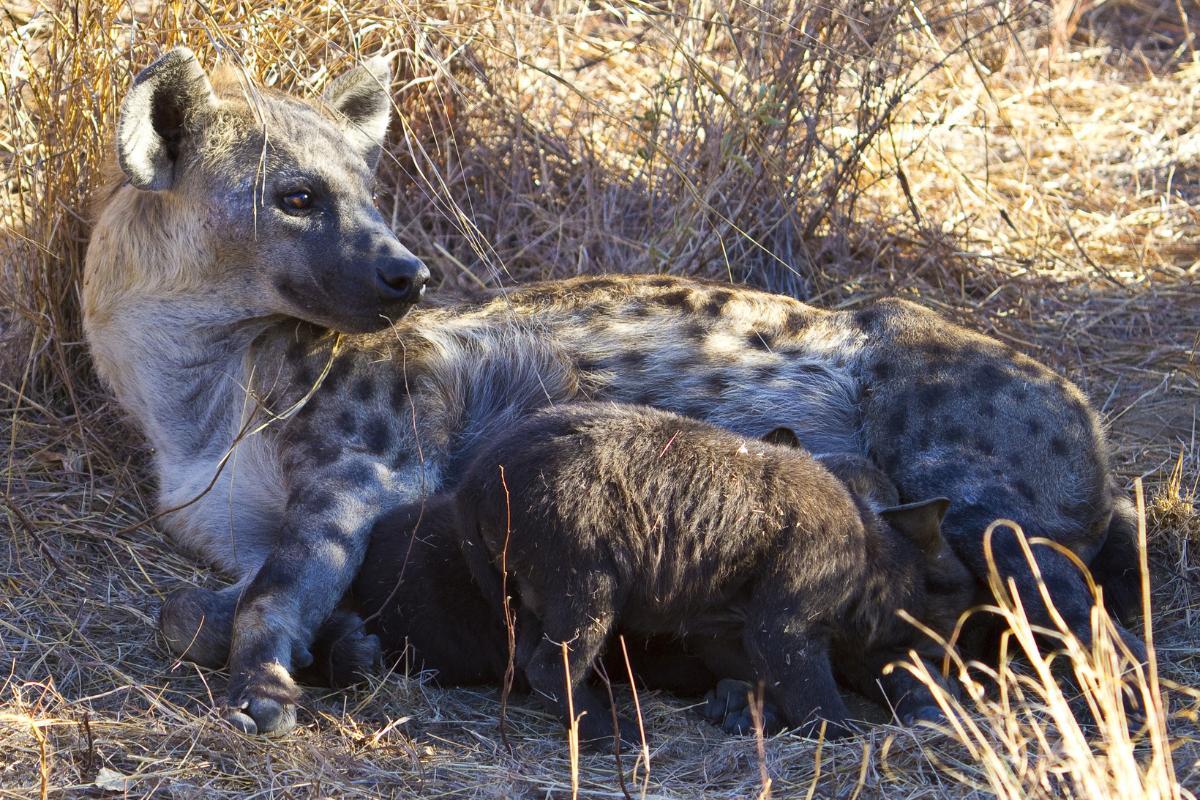 How Do Hyenas Reproduce?